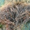 Gracilaria Seaweed VIETNAM