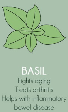 Basil Herbs Export SAFIMEX spices