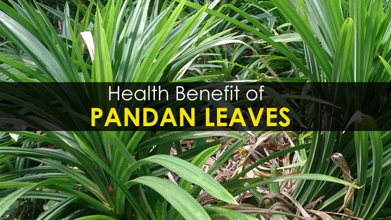 pandan-leaves-benefits.jpg