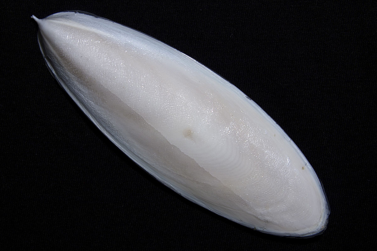 cuttle fish bone safimex