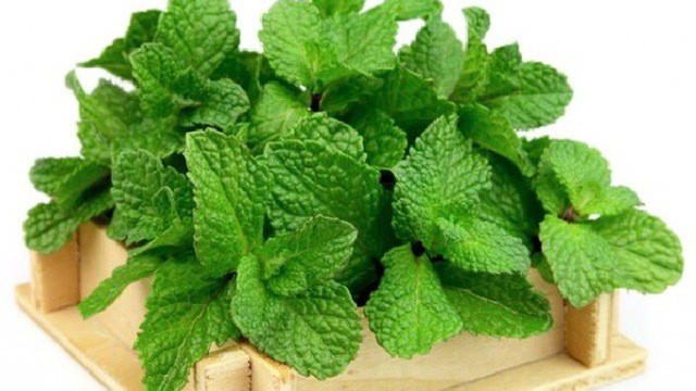 peppermint mint