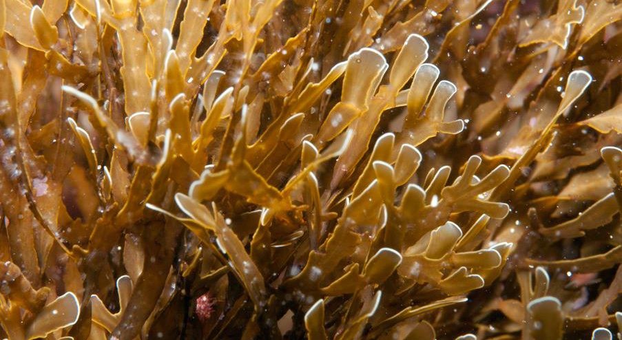 Brown Seaweed