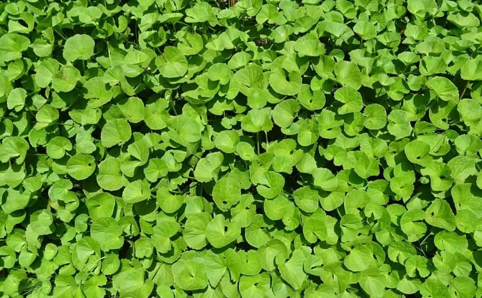 Centella Benefits safimex