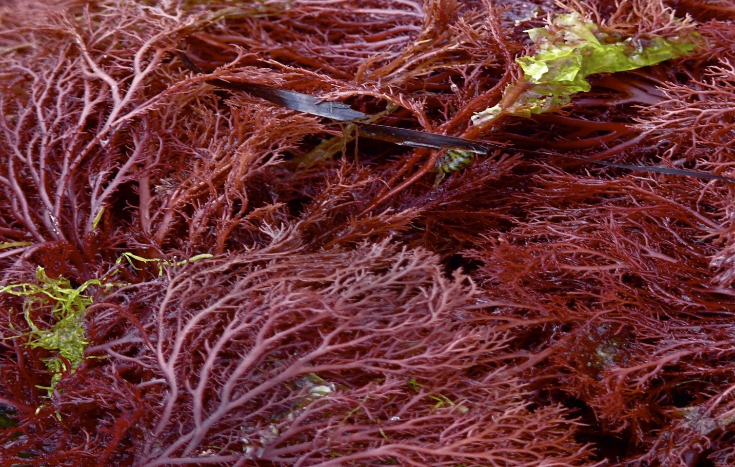red seaweed