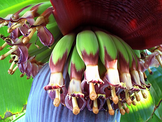 Banana fruits