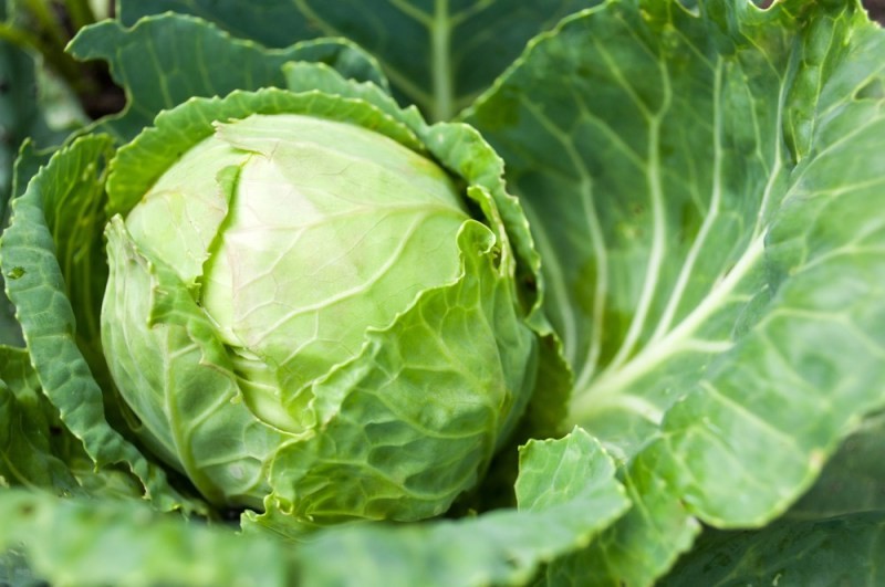Cabbage vitamin C