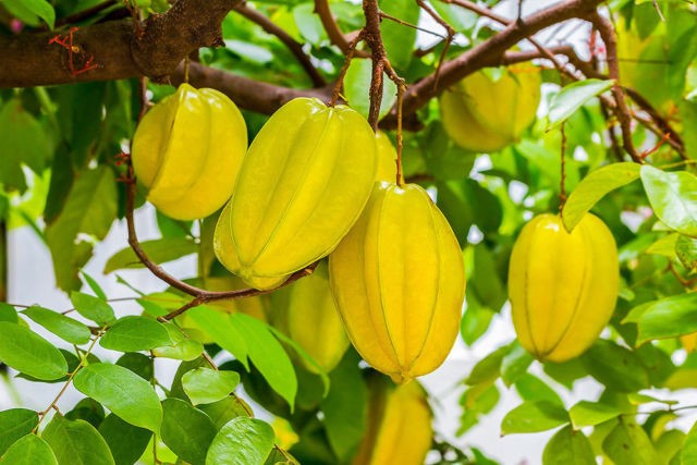 5 Exotic Fruits That Are Nutritious and Delicious