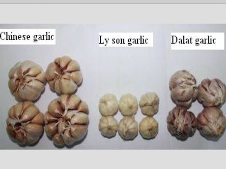 Garlic vietnam ly son