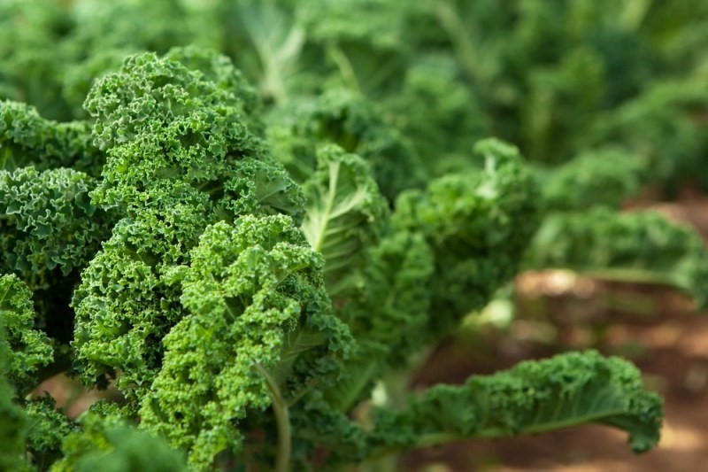 11 Healthiest Leafy Greens You Should Be Eating kale vegetables