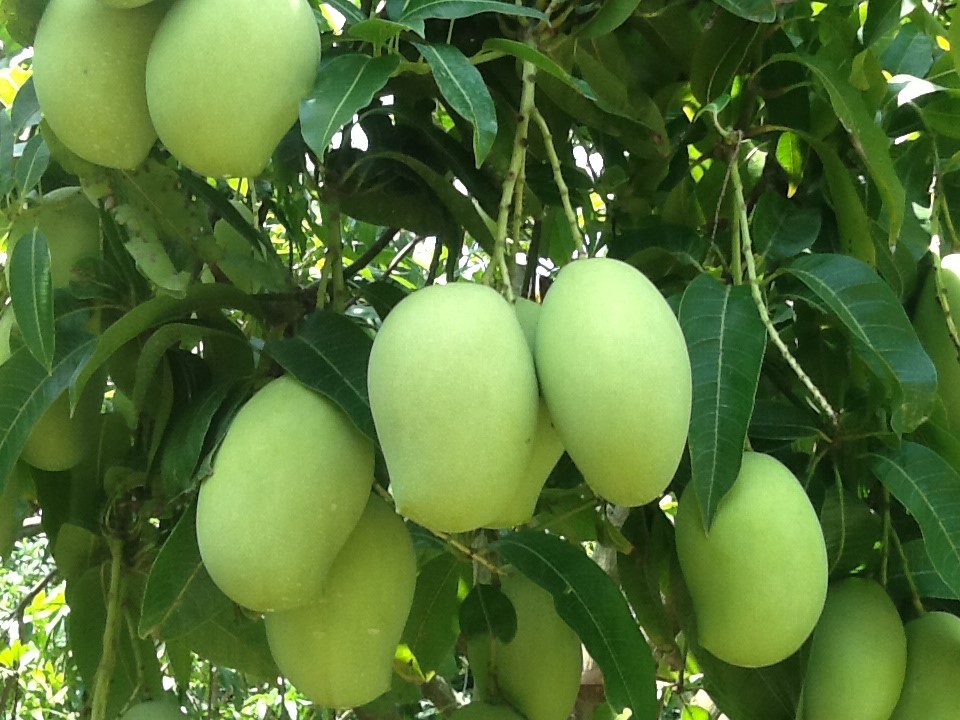 Health benefits of green mangoes vietnamese fruits vietnam