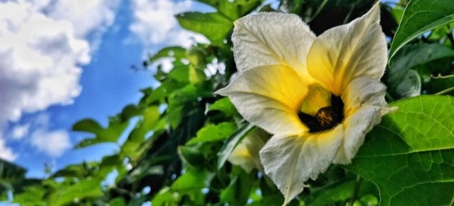 How to Grow Gac - The Secret Super Food FLOWER fruit How to Grow Gac - The Secret Super Food FLOWER fruit