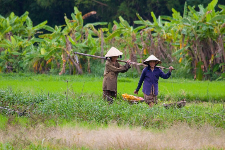 Vietnamese conical hats Vietnamese conical hats