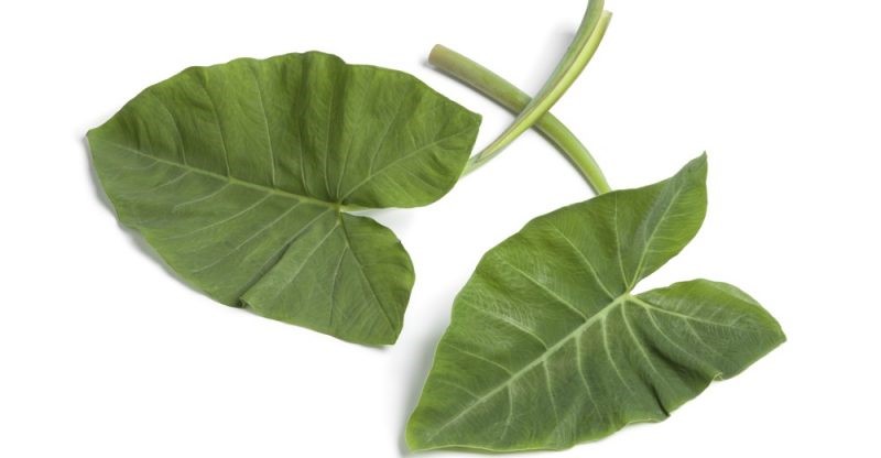 12 Amazing Health Benefits of Taro Leaves