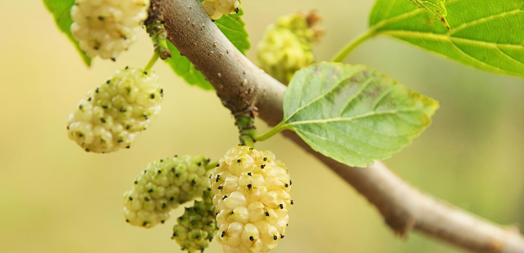 5 Incredible Benefits of White Mulberry Tea fruits