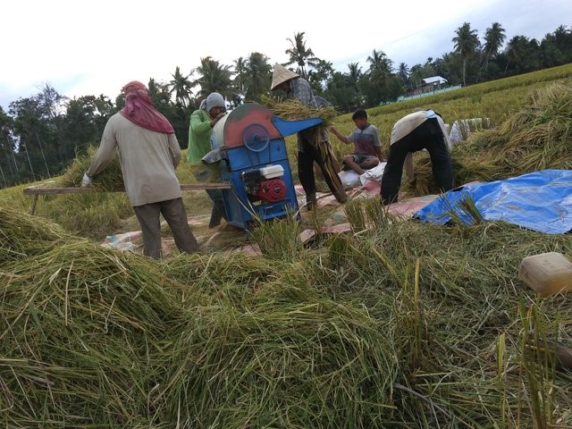 Rice straw SAFIMEX 01 vietnam export