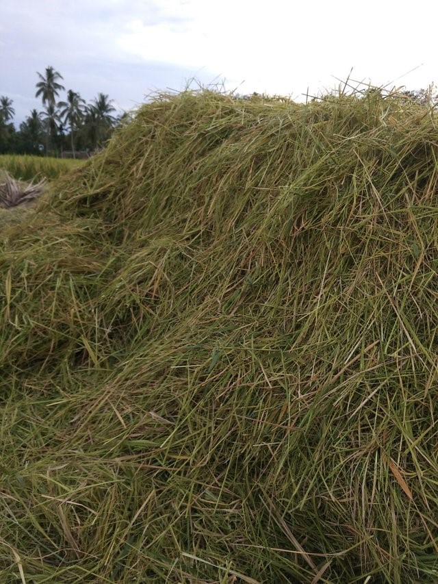 Rice straw SAFIMEX 01 vietnam