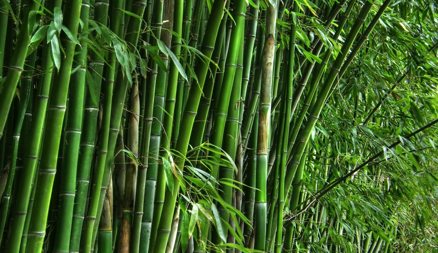 bamboo