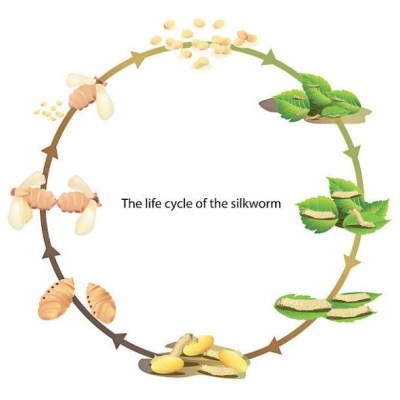 The life cycle of silkworm How Silkworms Make Silk
