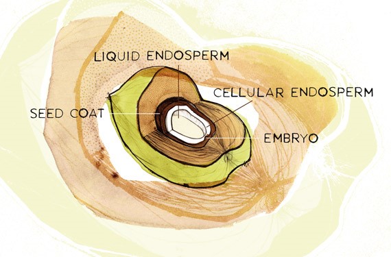 Cross section of a coconut including husk