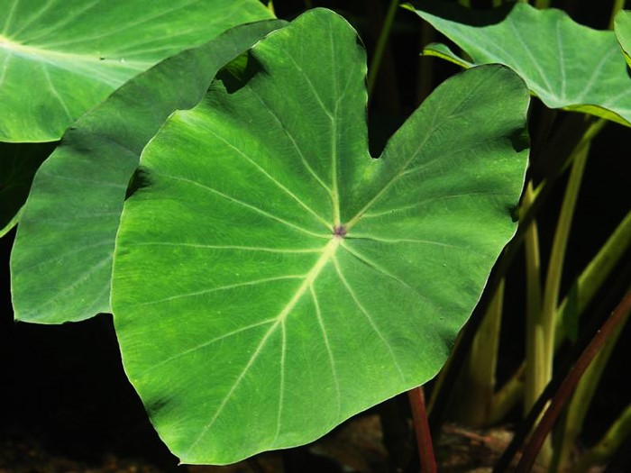 taro leaves SAFIMEX