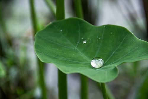 taro leaves