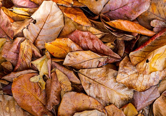 Indian Almond Leaves 
