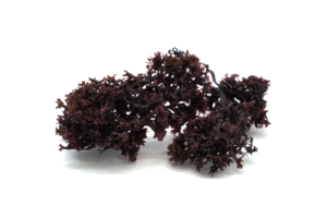 Dried Irish moss Chondrus crispus