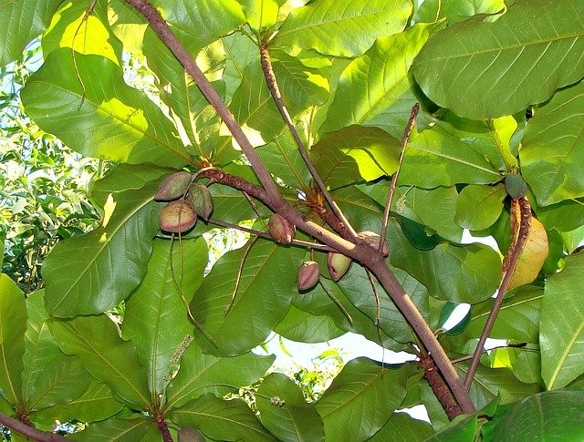 Indian Almond Leaves 