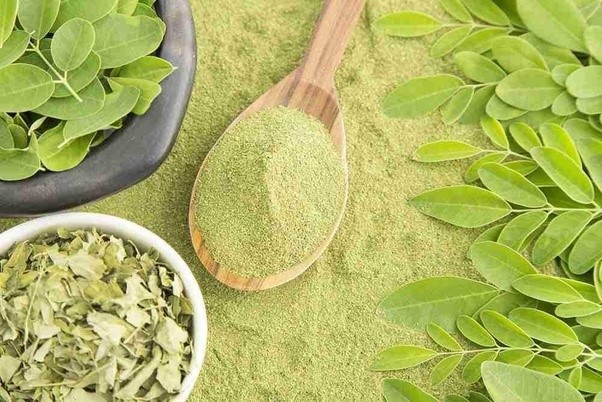 Moringa Tree 