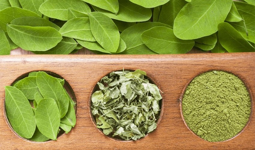 Side Effects of Moringa tree
