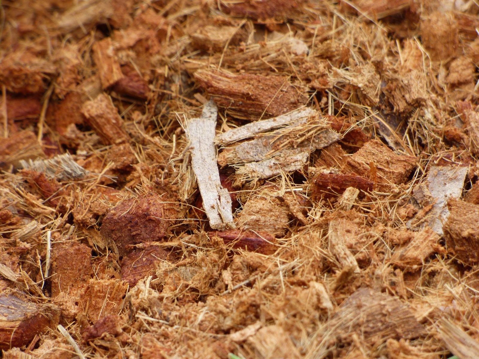 Coconut Coir SAFIMEX
