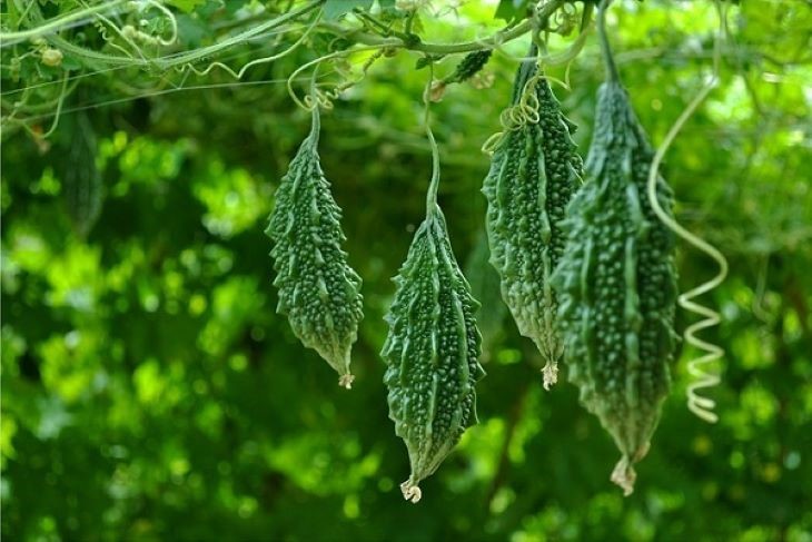 Forest Bitter Melon