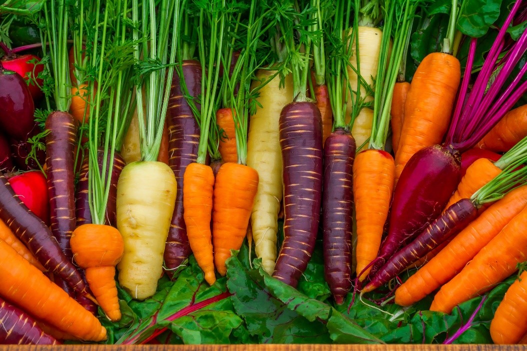 carrot