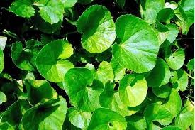 Gotu Kola Centella Asiatica SAFIMEX