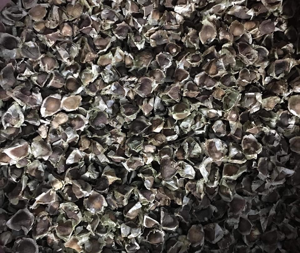 Moringa seeds 