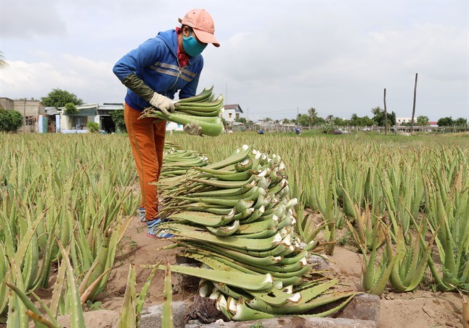 Aloe vera