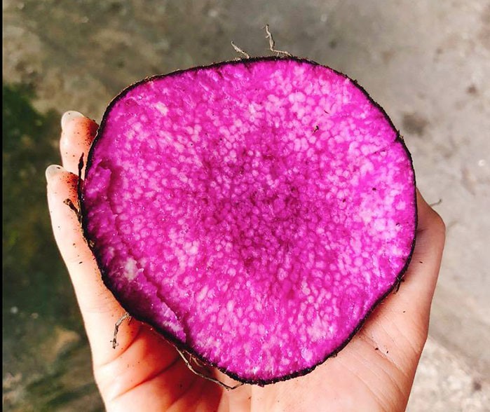 Yam