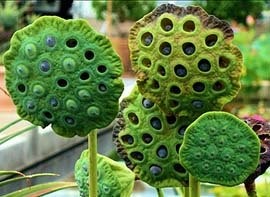 lotus seeds 