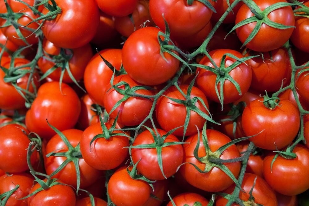 tomatoes