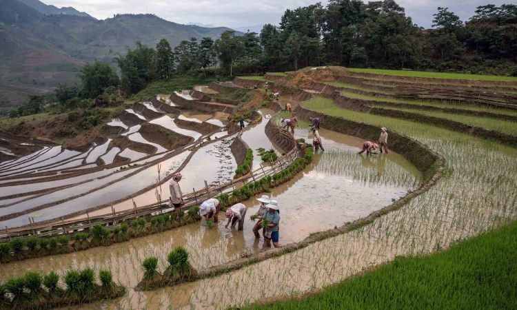 Rice fields SAFIMEX