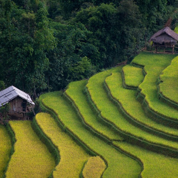 rice