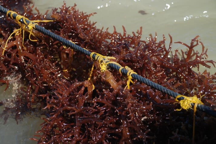 SEAWEED