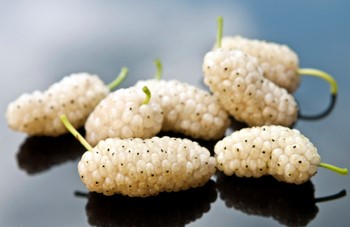 White Mulberry