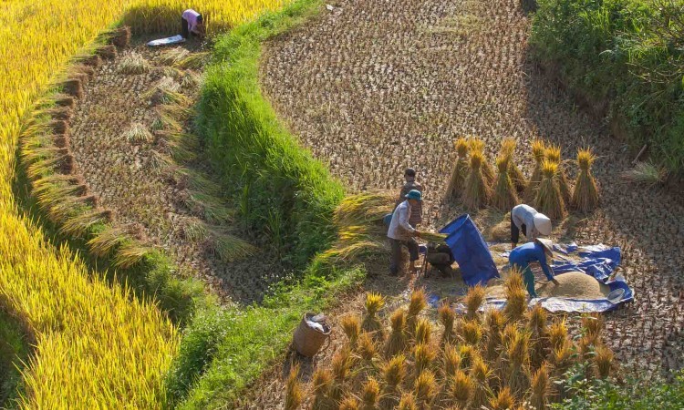 rice harvest SAFIMEX