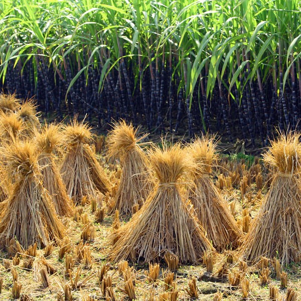 rice paddies