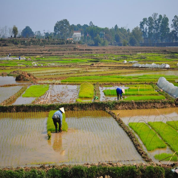 rice fields