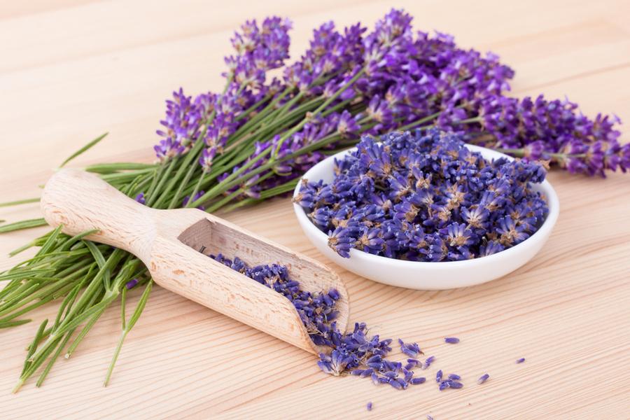 herb lavender