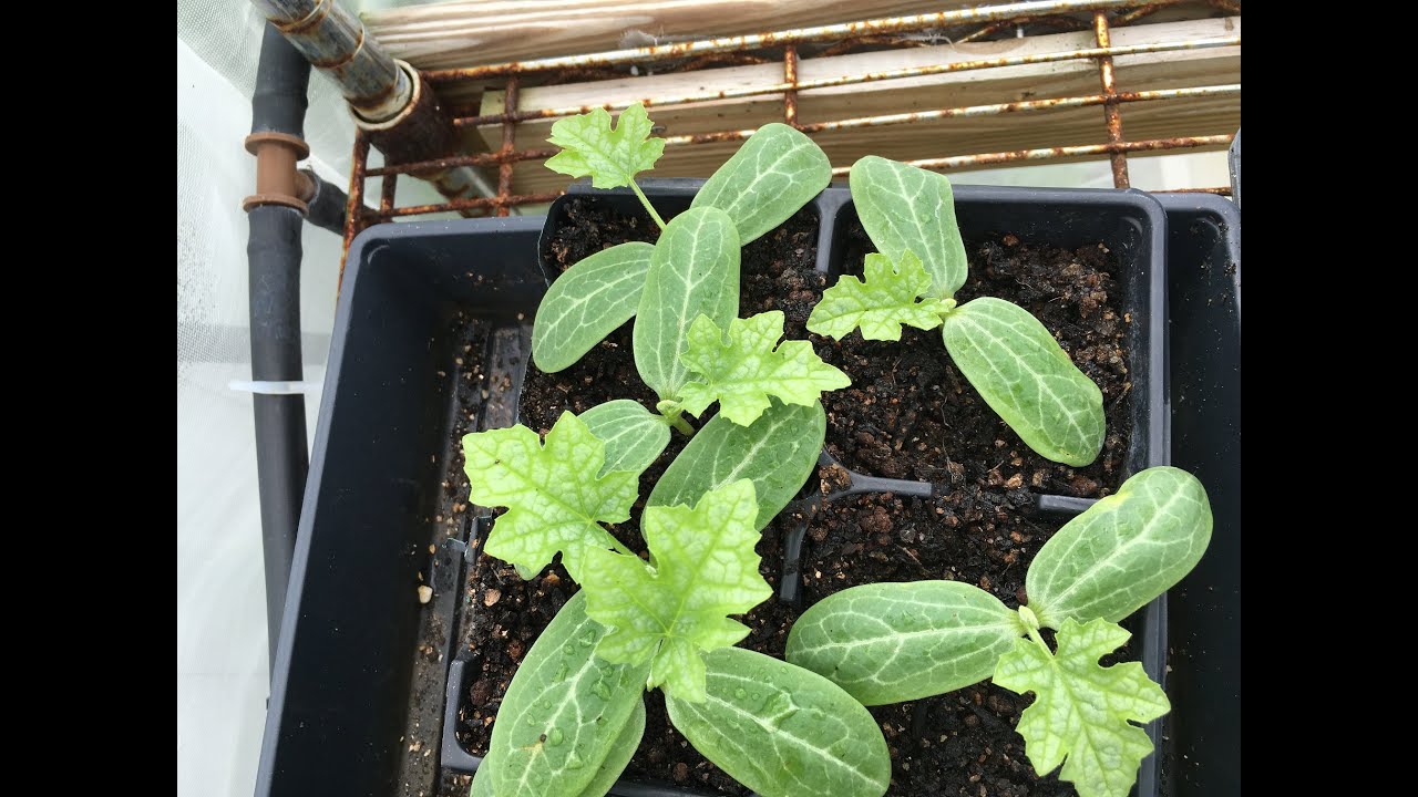 luffa seeds