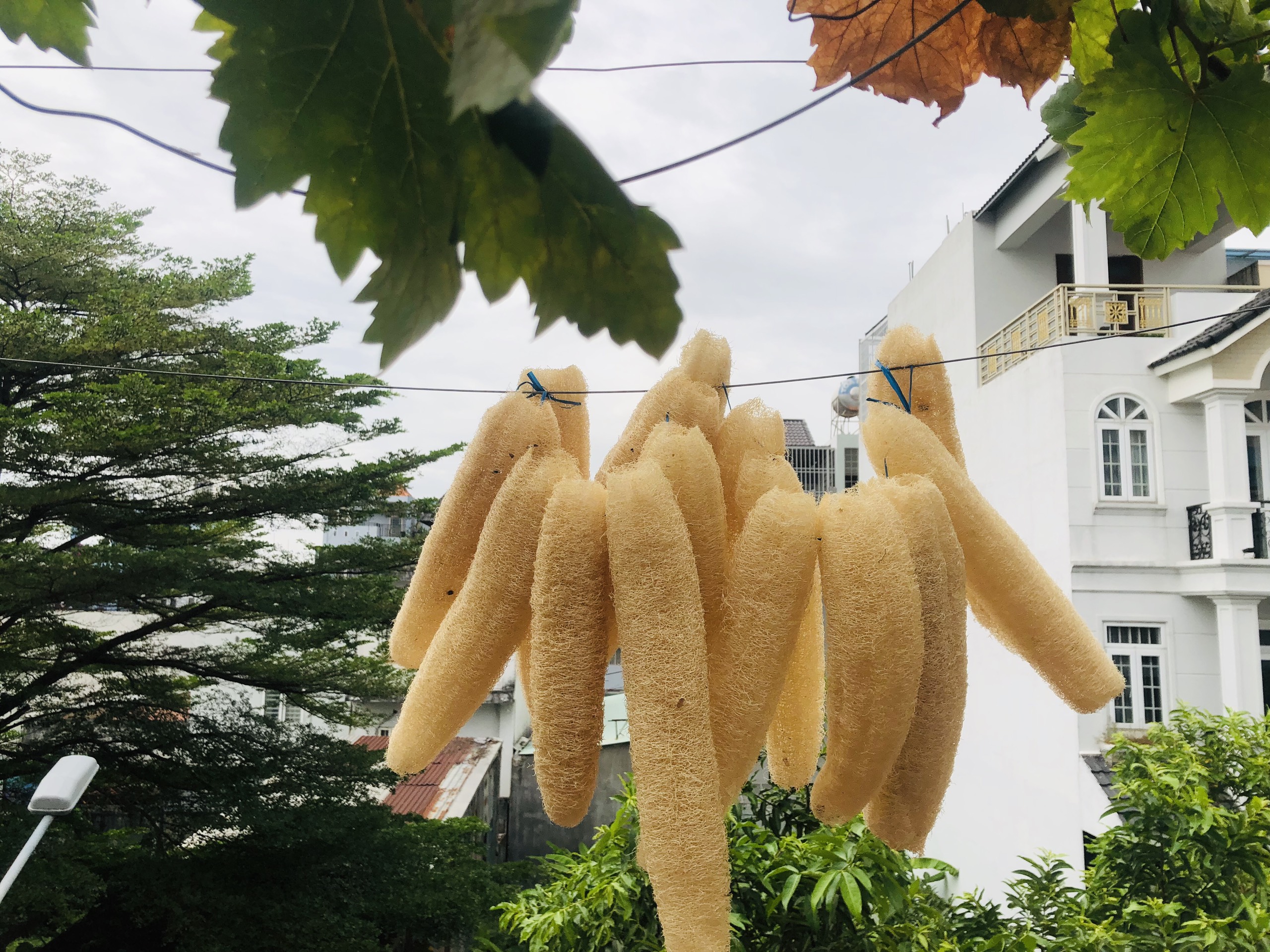 Drying luffa