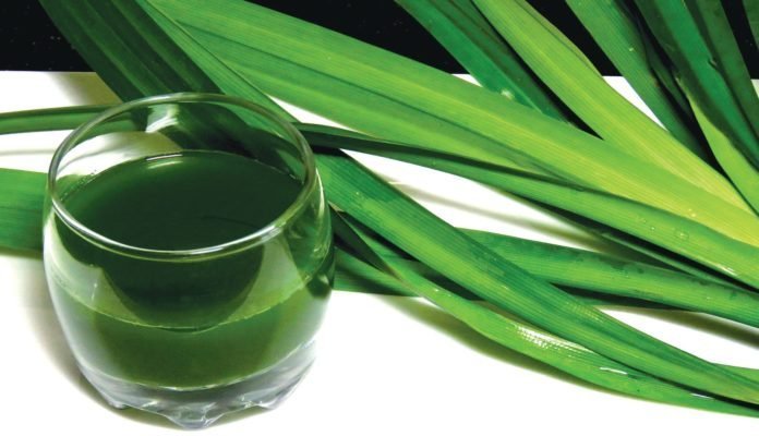 pandan leaves